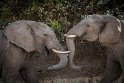 050 Botswana, Chobe NP, olifanten